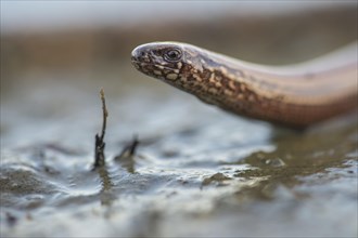 Portrait of a slow worm