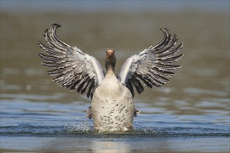 Greylag goose