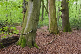 Old beech