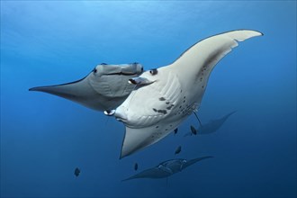 Reef manta ray