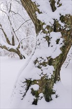 Snow on old trees in the jungle Baumweg