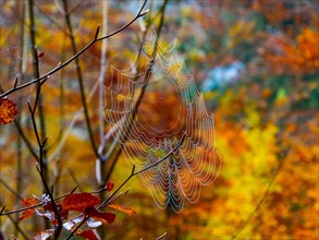 Spider's web in front of autumnally coloured mixed forest