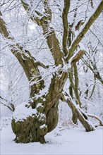 Snow on old trees in the jungle Baumweg