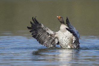 Greylag goose