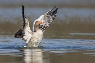 Greylag goose