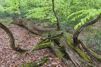 Dead tree in beech forest