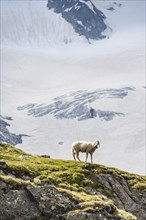 Sheep on a ledge