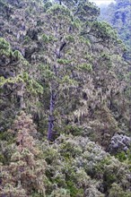 Cloud forest with hanging lichens