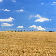 Endless wheat field under blue sky with clouds