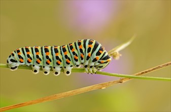 Caterpillar of the Swallowtail