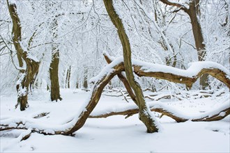 Snow on old trees in the jungle Baumweg