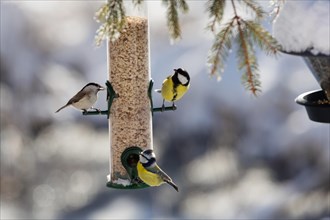 Tits at feeding place in winter Marsh tit