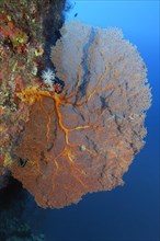 Coral reef wall with gorgonian