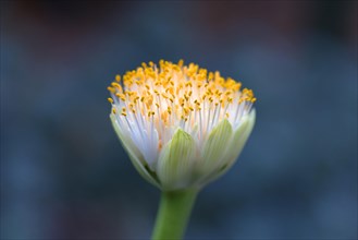 Inflorescence from Paintbrush
