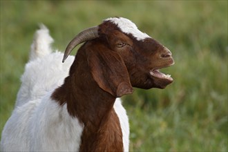 Moaning BoersDomestic Goat