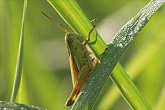 Large marsh grasshopper