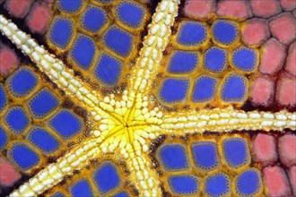 Graphic structure on underside of Red Pillow Starfish