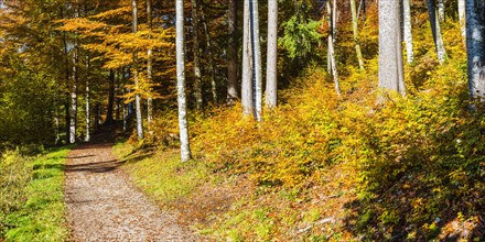 Mountain forest in Trettachtal