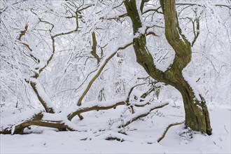 Snow on old trees in the jungle Baumweg