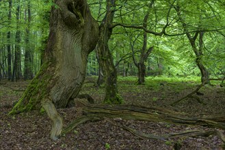 Old tree in the primeval forest Baumweg