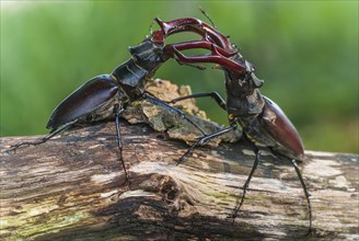 Two fighting Stag beetle