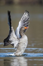 Greylag goose