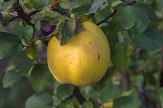 Ripe yellow appleQuince