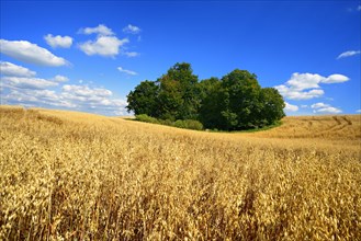 Oat field with field wood under blue sky with cumulus clouds