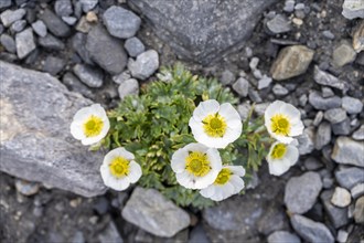 Flowering Julian alpine poppy