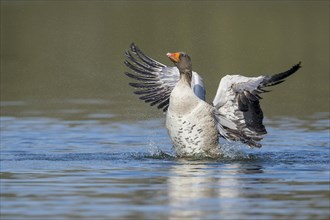 Greylag goose