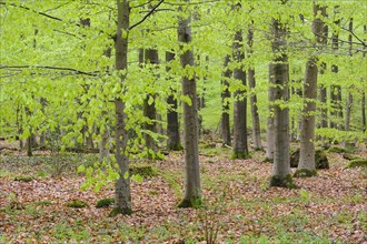 Beech forest