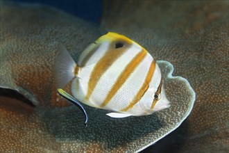 Sixspine butterflyfish