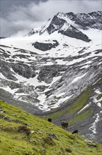 Kuehe im Tal weiden vor Gletscher