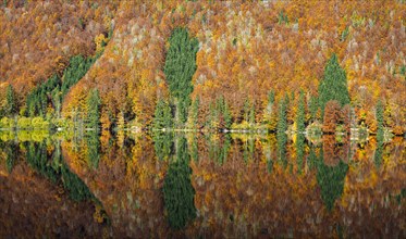 Autumnally coloured mixed forest is reflected