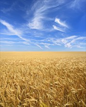 Endless field of barley under blue sky with veil clouds