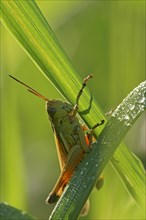 Female Large marsh grasshopper