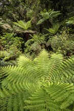 New Zealand rainforest