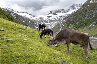 Kuehe im Tal weiden vor Gletscher