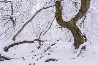 Snow on old trees in the jungle Baumweg