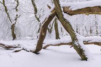 Snow on old trees in the jungle Baumweg