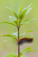 Caterpillar on a plant