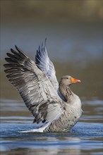 Greylag goose