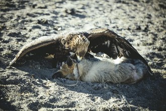 The female eagle Paimas after the beating of a fox