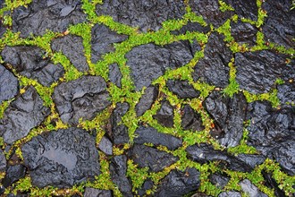 Black pavement with green moss