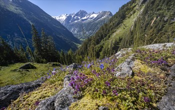 Mountain landscape