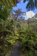 Way through a forest of tree ferns