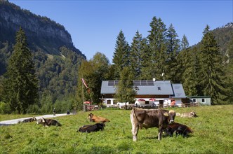 Cow herd in Rettenbachtal with Rettenbachalm