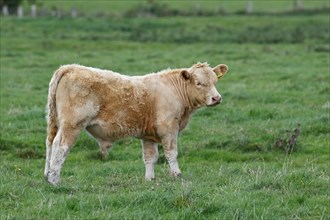 Charolais-Domestic Cattle