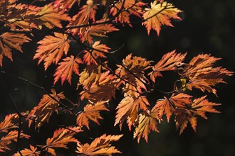 Autumn leaves of wolfsbane maple