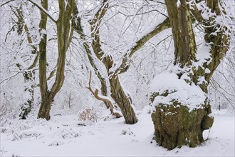 Snow on old trees in the jungle Baumweg